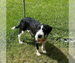 Small #1 Mutt