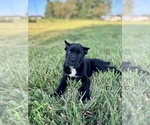 Small #5 Cane Corso