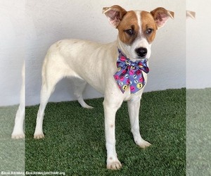 Jolie - Female Jack Russell Terrier-Unknown Mix Dog for Adoption - Photo #3