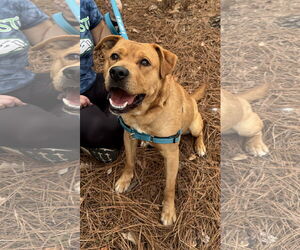 Rusty - Male Mutt Dog for Adoption - Photo #2