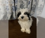 Small #11 Havanese