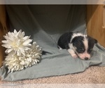 Small #2 Pembroke Welsh Corgi