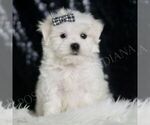 Puppy Denzil AKC Maltese