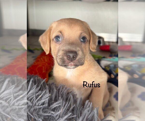 Medium Photo #2 Dachshund-Unknown Mix Puppy For Sale in Cave Creek, AZ, USA