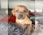 Small #1 Dachshund Mix