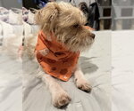 Small Photo #8 Mutt Puppy For Sale in Corona, CA, USA