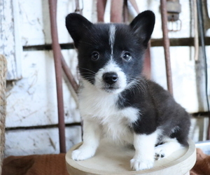Pembroke Welsh Corgi-Pomeranian Mix Puppy for sale in HONEY BROOK, PA, USA