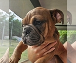 Small #5 Bulldog