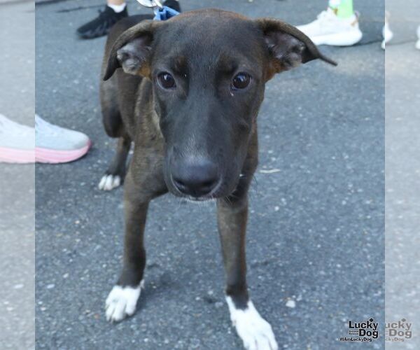 Medium Photo #8 Retriever -Unknown Mix Puppy For Sale in Washington, DC, USA