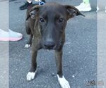 Small #7 Retriever  Mix