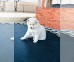 Small Photo #6 Pomsky Puppy For Sale in ALTUS, OK, USA