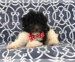 Small Photo #12 Poochon Puppy For Sale in LAKELAND, FL, USA