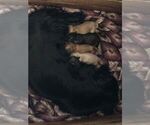 Small Photo #7 Dachshund Puppy For Sale in LAKEBAY, WA, USA