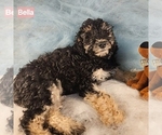 Small #2 Poodle (Miniature)