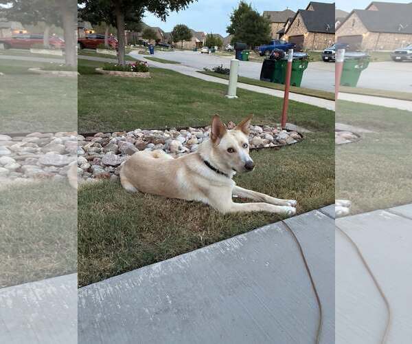 Medium Photo #1 Gerberian Shepsky Puppy For Sale in McKinney, TX, USA