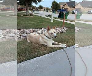 Gerberian Shepsky Dogs for adoption in McKinney, TX, USA