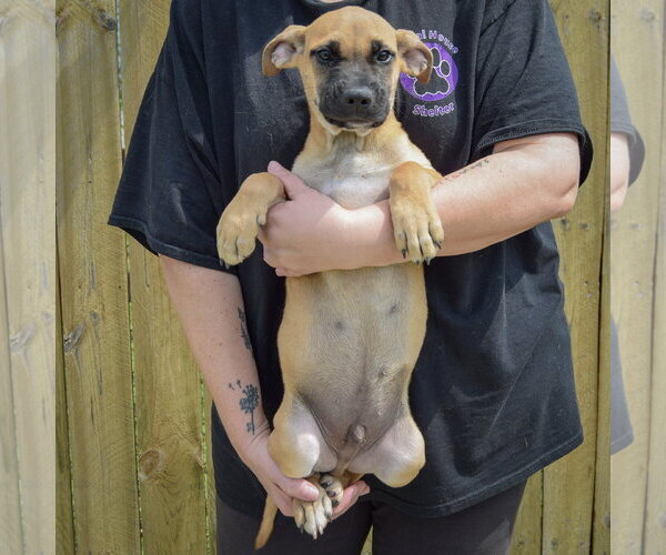 Medium Photo #3 Boxer-Unknown Mix Puppy For Sale in Huntley, IL, USA