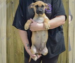 Small #2 Boxer Mix