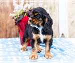 Small #11 Cocker Spaniel