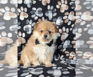 Pomeranian Puppy for sale in LINCOLN UNIV, PA, USA