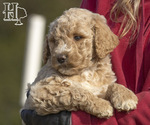 Small Photo #4 Poodle (Standard) Puppy For Sale in ELLENBORO, NC, USA