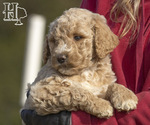 Small #3 Poodle (Standard)