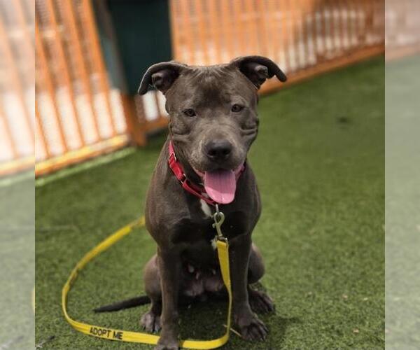 Medium Photo #1 Mutt Puppy For Sale in Las Vegas, NV, USA