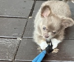 Small #2 Chihuahua
