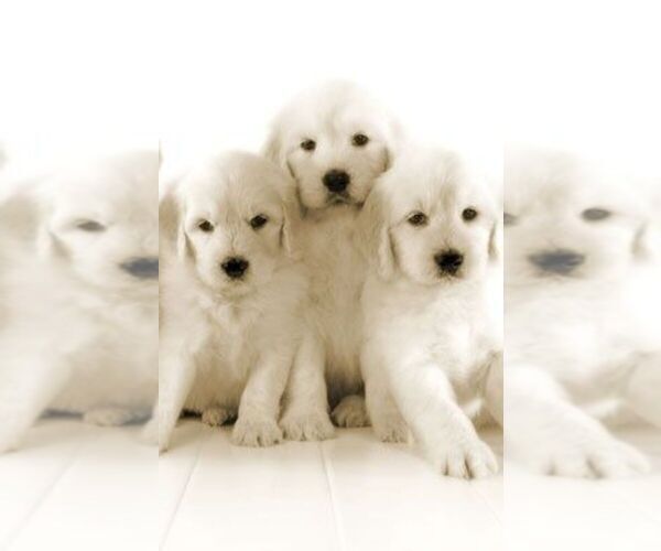 Medium Photo #1 Golden Retriever Puppy For Sale in FOWLERVILLE, MI, USA