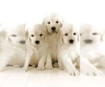 Small Photo #1 Golden Retriever Puppy For Sale in FOWLERVILLE, MI, USA
