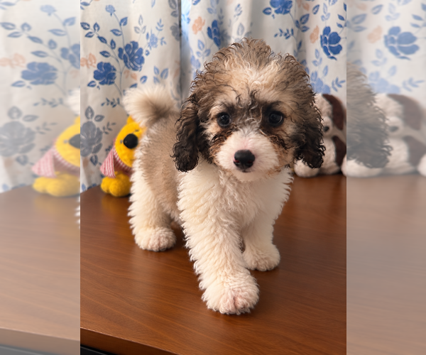 Medium Photo #11 Cockapoo (Miniature) Puppy For Sale in DURHAM, CT, USA