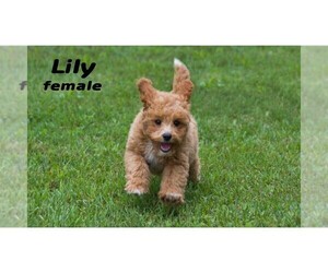 Poodle (Miniature) Puppy for sale in EVART, MI, USA