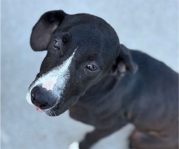 Medium Photo #1 American Pit Bull Terrier-Unknown Mix Puppy For Sale in Tulsa, OK, USA
