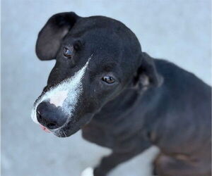 American Pit Bull Terrier-Unknown Mix Dogs for adoption in Tulsa, OK, USA