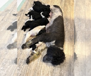 Mother of the Poodle (Standard) puppies born on 01/09/2024