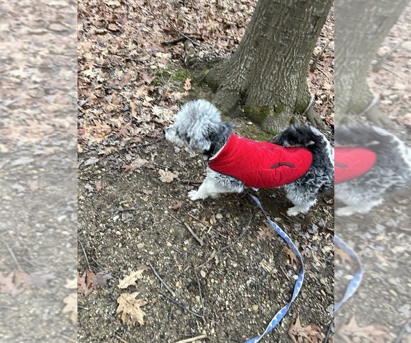 Medium Photo #1 Shih Tzu-Shih-Poo Mix Puppy For Sale in SOUTH HAVEN, MI, USA