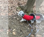 Small Photo #1 Shih Tzu-Shih-Poo Mix Puppy For Sale in SOUTH HAVEN, MI, USA
