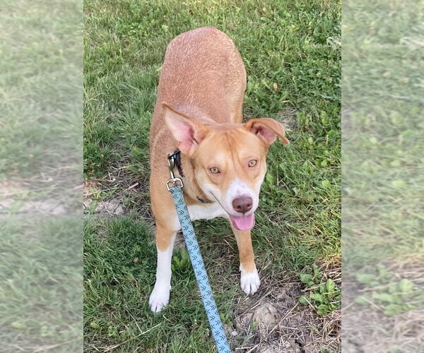 Medium Photo #1 Mutt Puppy For Sale in Rootstown, OH, USA