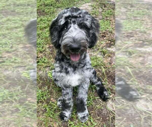 Medium Photo #1 Goldendoodle Puppy For Sale in PIERSON, FL, USA