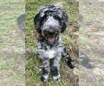 Small Photo #1 Goldendoodle Puppy For Sale in PIERSON, FL, USA