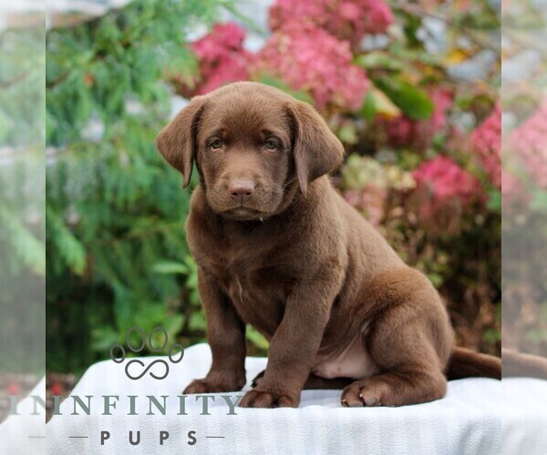 Medium Photo #1 Labrador Retriever Puppy For Sale in RICHLAND, PA, USA
