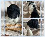 Small Photo #2 Labradoodle Puppy For Sale in MORGANFIELD, KY, USA