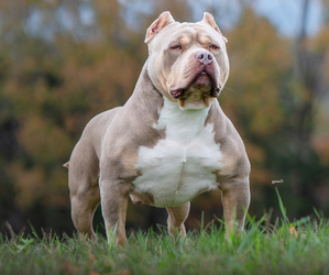 Father of the American Bully puppies born on 04/23/2025