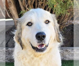 Great Pyrenees Dogs for adoption in Albuquerque, NM, USA