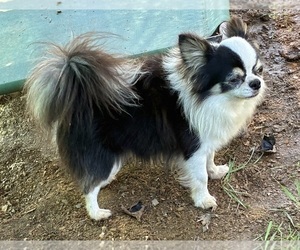 Father of the Chihuahua puppies born on 07/17/2026