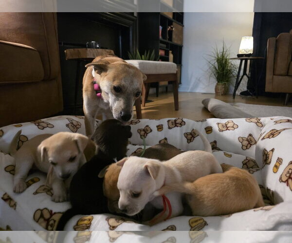 Medium Photo #6 Mutt Puppy For Sale in Holly Springs, NC, USA