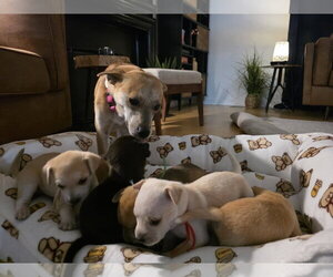 Willow Mae - Female Mutt Dog for Adoption - Photo #6