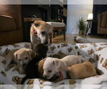 Small Photo #6 Mutt Puppy For Sale in Holly Springs, NC, USA