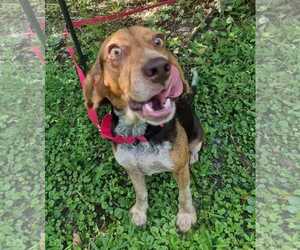 Rue - Female Beagle Dog for Adoption - Photo #3
