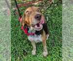 Small Photo #3 Beagle Puppy For Sale in Dunnellon, FL, USA